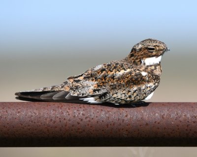 As we were approaching the turn into the Visitor Center, we noticed this Common Nighthawk on a horizontal pipe fence rail at the side of the road.