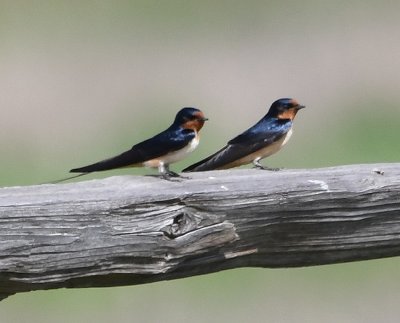 While we were having our peanut butter and jelly sandwiches at the pavilion at the Visitor Center, we watched Barn Swallows swooping around the fields and landing on the fence.