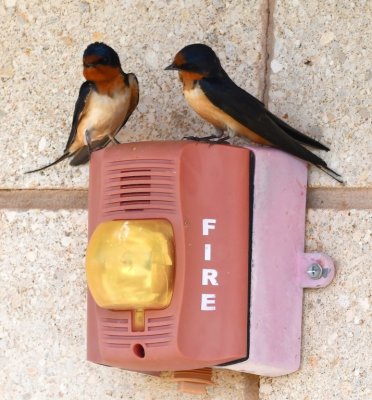 Two Barn Swallows found a resting perch on the fire alarm at the Visitor Center.