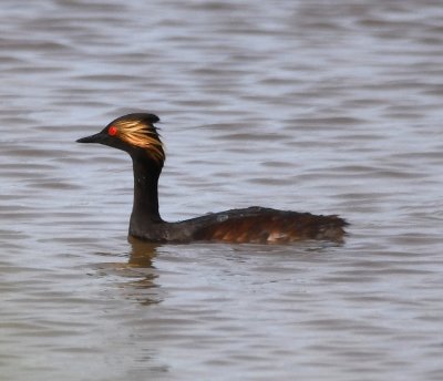 Eared Grebe in breeding plumage