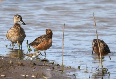 Female Blue-winged Teal and Long-billed Dowitchers