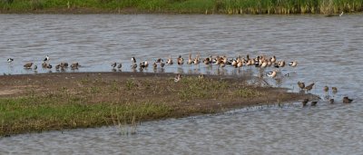 There were several species of birds in this one flooded area east of the Visitor Center.