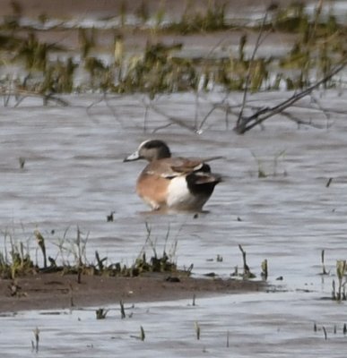 At the north end of the water was a male American Wigeon.
