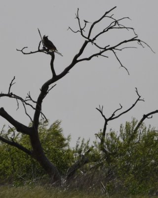Great Horned Owl and Scissor-tailed Flycatcher