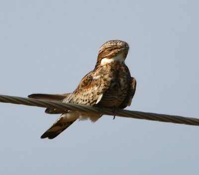 We drove W on Hwy 70 to look for woodpeckers, but found another Common Nighthawk.