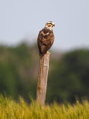 We drove S on sandy roads from Hwy 70 and found this young Swainson's Hawk perched on a fence post.