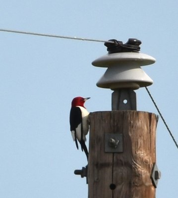 A little farther south, we saw this Red-headed Woodpecker fly to the top of a pole.