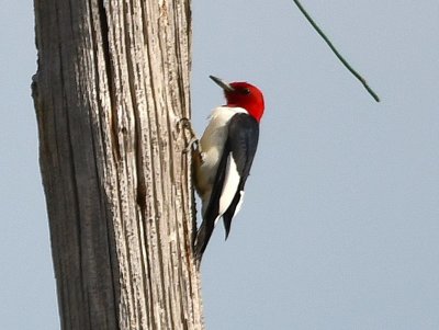 Red-headed Woodpecker, SW of Hackberry Flat WMA