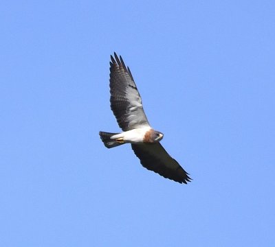 Swainson's Hawk, in flight