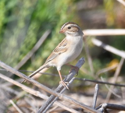 As we drove back E, we saw Clay-colored Sparrows along the side of the road.