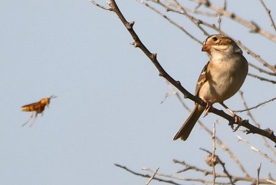 Clay-colored Sparrow, watching a grasshopper fly within range