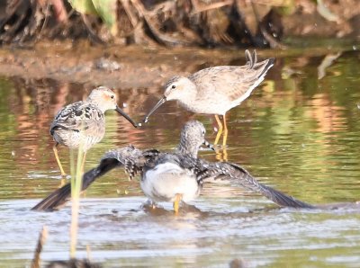 We drove to the N side of the refuge by the reservoir, where we saw a couple of Stilt Sandpipers and a Greater Yellowlegs.