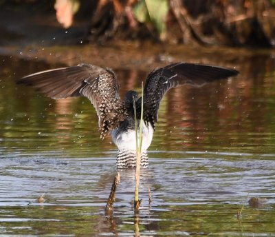 Back view of Greater Yellowlegs