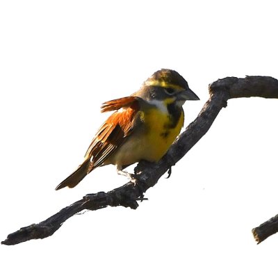 Another Dickcissel