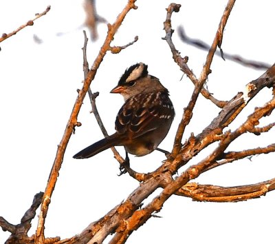 White-crowned Sparrow