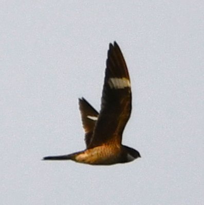 Common Nighthawk, in flight