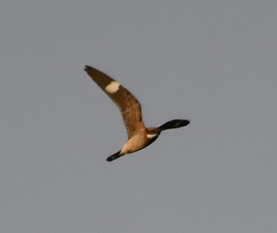 Common Nighthawk, in flight