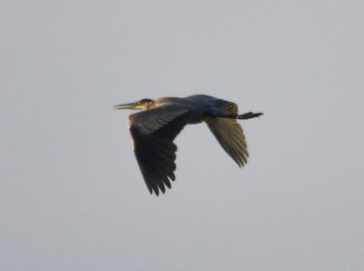 Great Blue Heron, heading W at the end of the day