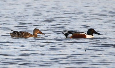 Female and male Northern Shovelers