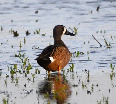 Blue-winged Teal male