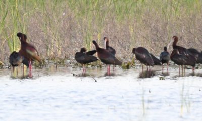 Dark ibis