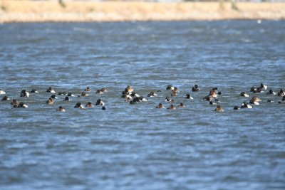 Lake Hefner, Nov 19, 2020