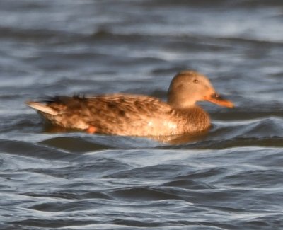 Female Mallard