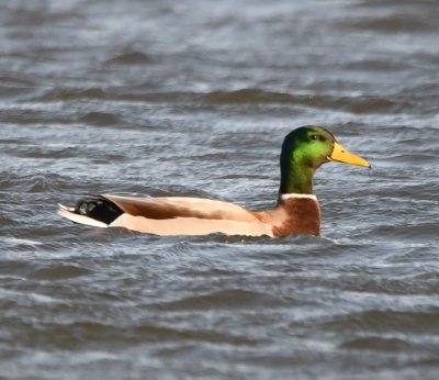 Male Mallard