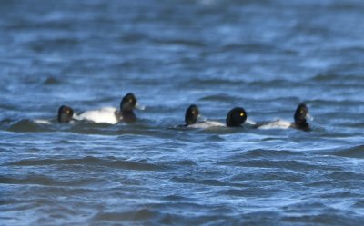 More scaup