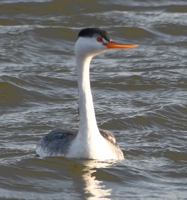 Clark's Grebe, line of black cap above the eye, bright yellow-orange bill