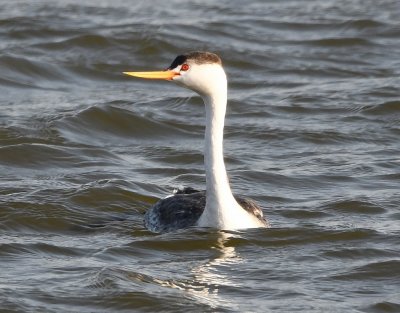 Clark's Grebe
