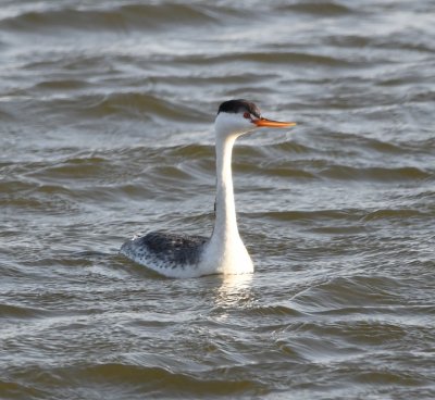 Clark's Grebe