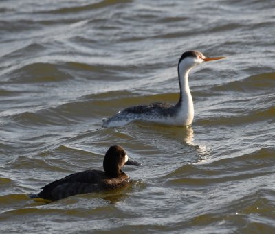 Grebe and female scaup