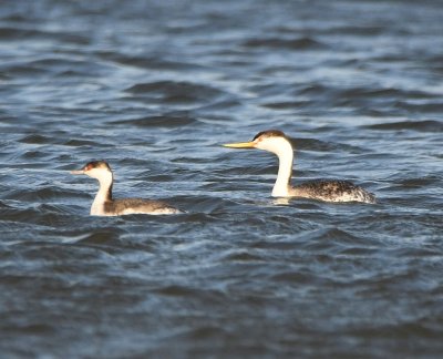 Grebes