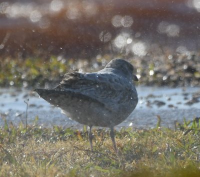 Herring Gull, in the spray being blown in by the 25+mph wind at the park off Hefner Road