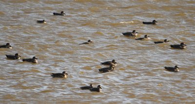 Gadwalls in the parkway pond--it's all one pond with the water level above the dikes
