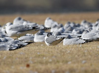 Some Franklin's Gulls among Ring-billed Gulls on the grass in the park off Britton Road