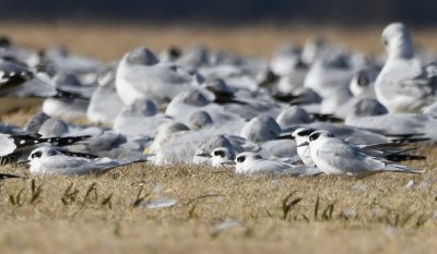 Forster's Terns