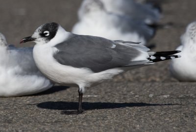 Franklin's Gull