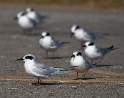 Forster's Terns