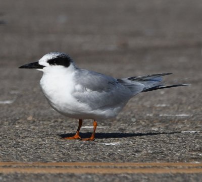 Forster's Tern