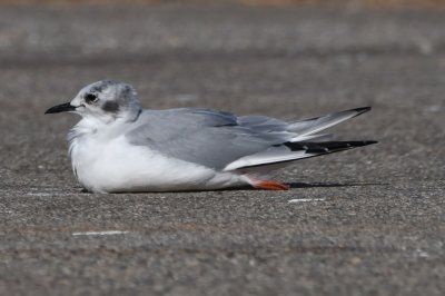 This looks like a Bonaparte's Gull with a damaged leg.