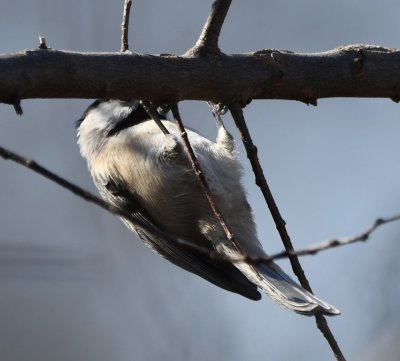 Carolina Chickadee in the trees S of the boat storage area; there were lots of juncos too.