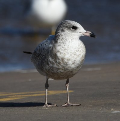 Immature Ring-billed Gull