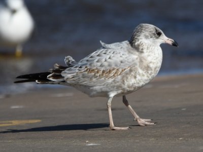 Ring-billed Gull