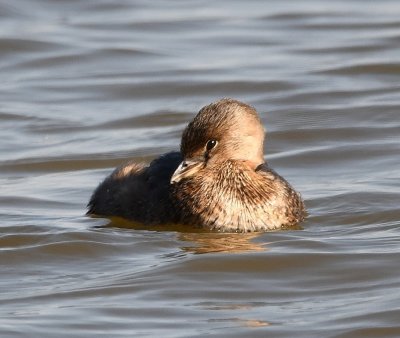 Pied-billed Grebe, near the canal inlet