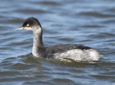 Eared Grebe, one of 5 in a group E of Prairie Dog Point