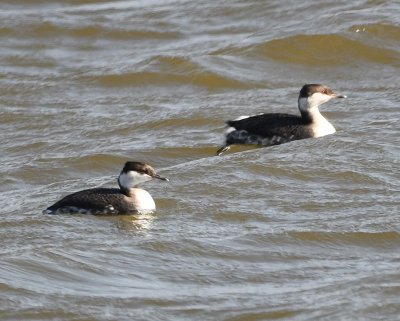 Horned Grebes, back on the W side of the lake