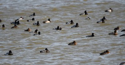Scaup again in the SW corner