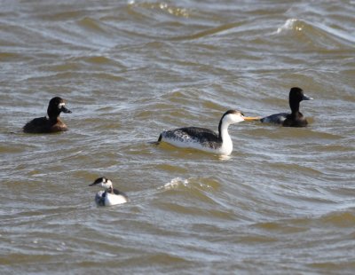 Clark's Grebe, Horned Grebe and scaup